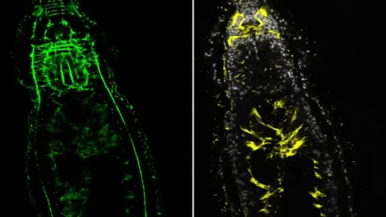 dwugłowe płazińce - odkrycie polskich naukowców z Uniwersytetu Warszawskiego