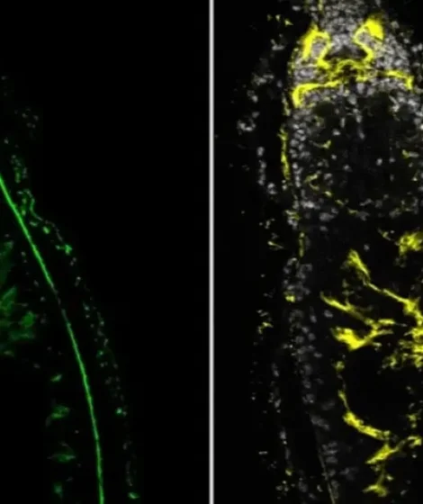 dwugłowe płazińce - odkrycie polskich naukowców z Uniwersytetu Warszawskiego