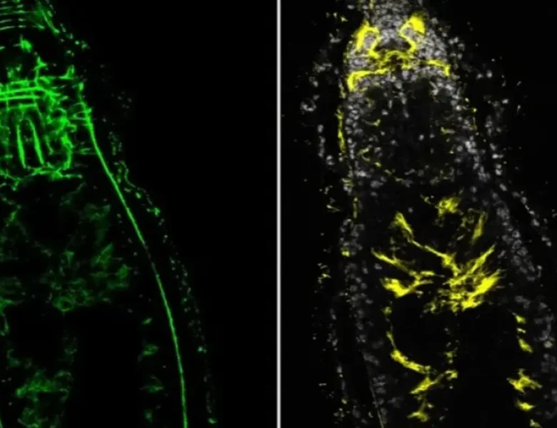 dwugłowe płazińce - odkrycie polskich naukowców z Uniwersytetu Warszawskiego