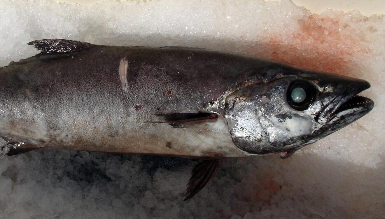 Tzw. ryba maślana. Fot: Allen Shimada, Public Domain