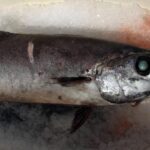 Tzw. ryba maślana. Fot: Allen Shimada, Public Domain