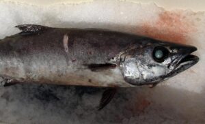 Tzw. ryba maślana. Fot: Allen Shimada, Public Domain