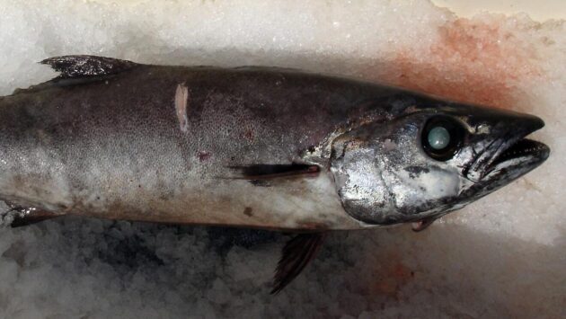 Tzw. ryba maślana. Fot: Allen Shimada, Public Domain