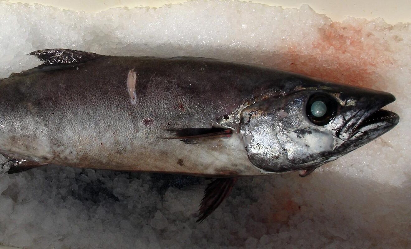 Tzw. ryba maślana. Fot: Allen Shimada, Public Domain