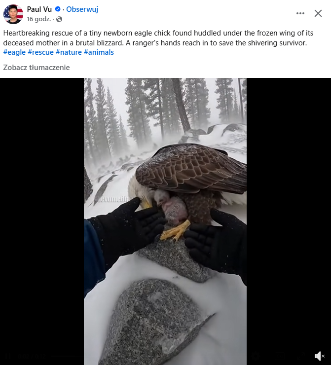 Pisklę orła ratowane przez leśnika. Źródło: facebook