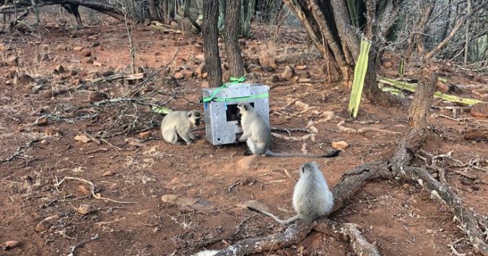 Małpy uczestniczące w eksperymencie. zdjęcie: Luke Quarles