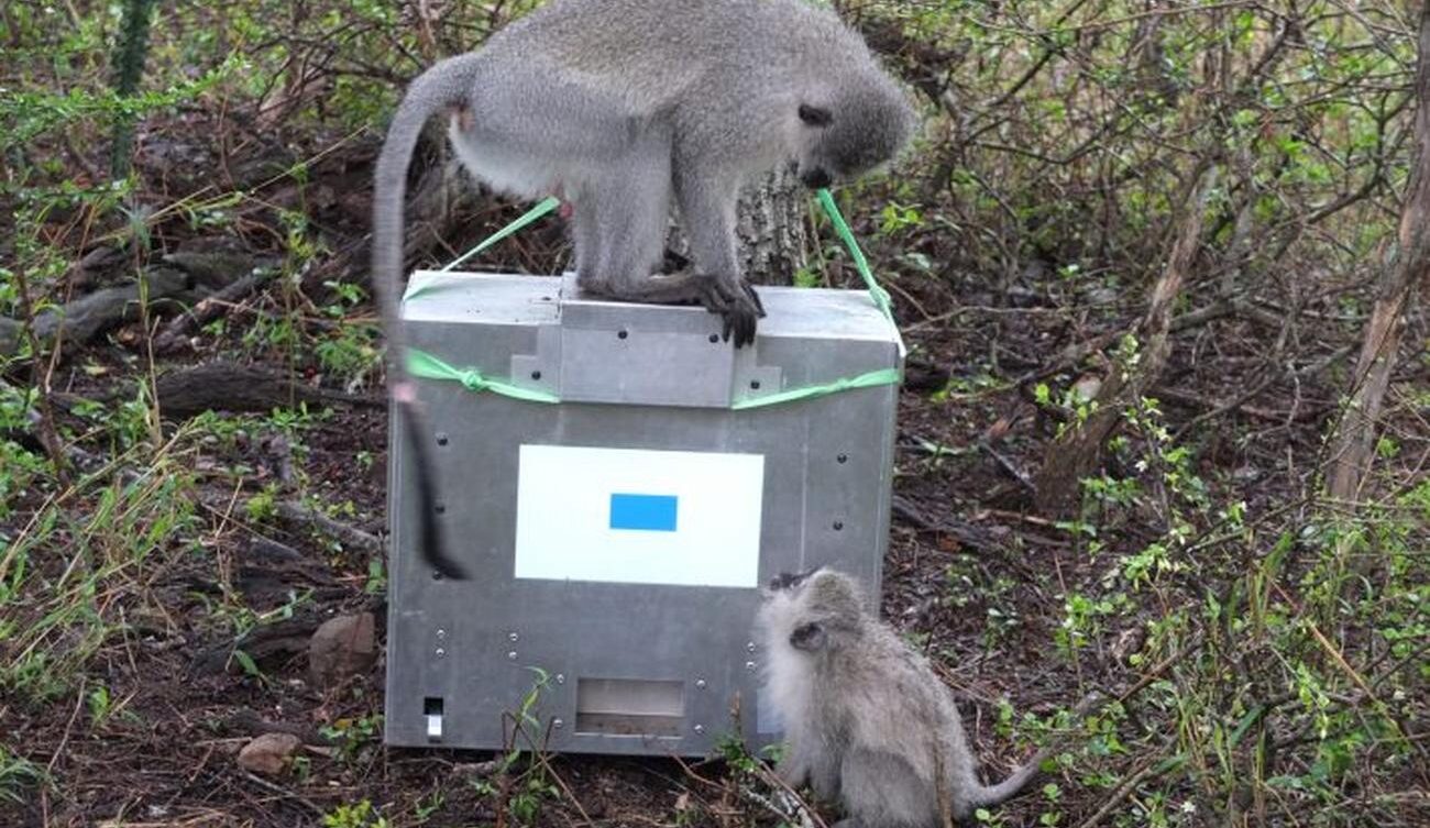 Małpy w badaniach z wykorzystaniem tabletów. Źródło: Erica van de Waal