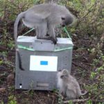 Małpy w badaniach z wykorzystaniem tabletów. Źródło: Erica van de Waal