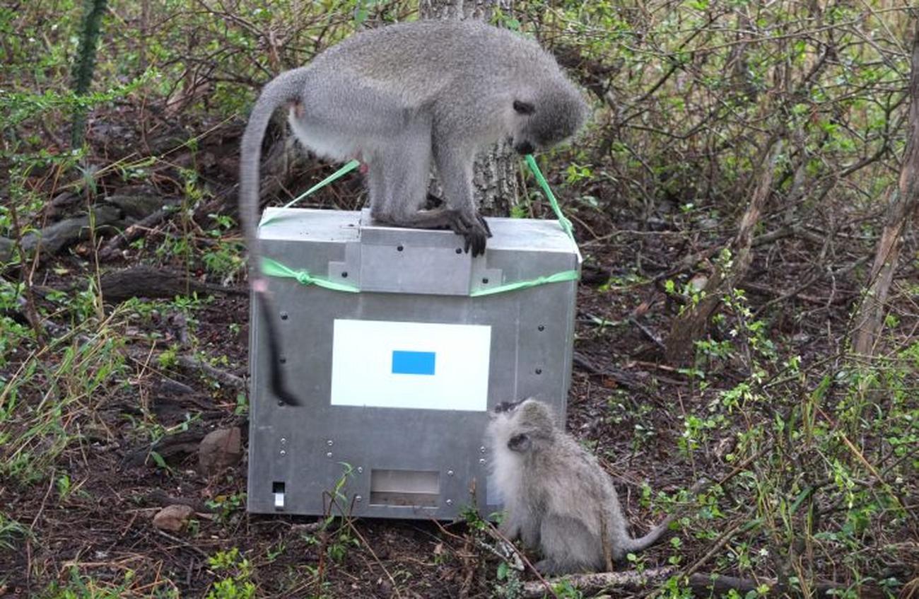 Małpy w badaniach z wykorzystaniem tabletów. Źródło: Erica van de Waal