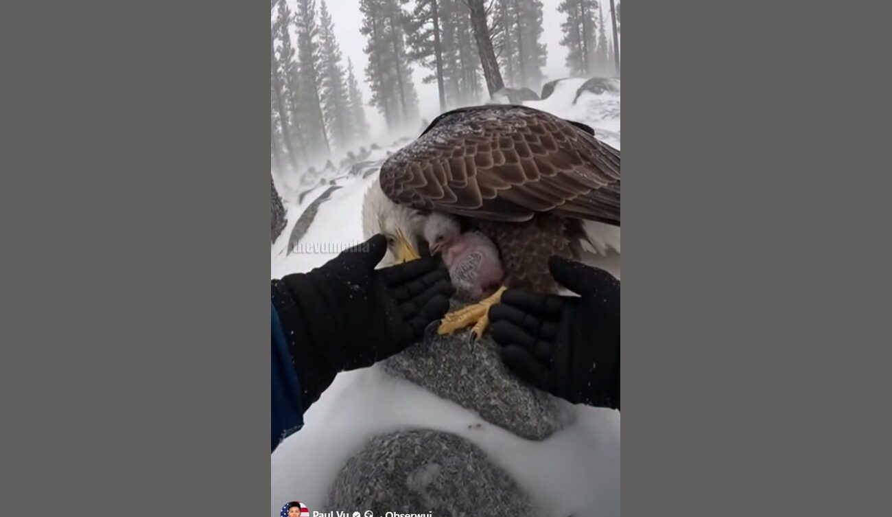 Pisklę orła ratowane przez leśnika. Źródło: facebook