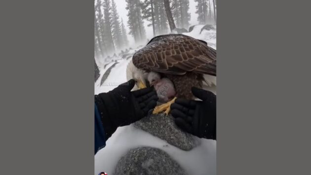 Pisklę orła ratowane przez leśnika. Źródło: facebook