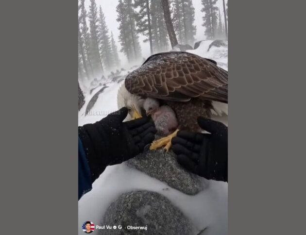 Pisklę orła ratowane przez leśnika. Źródło: facebook