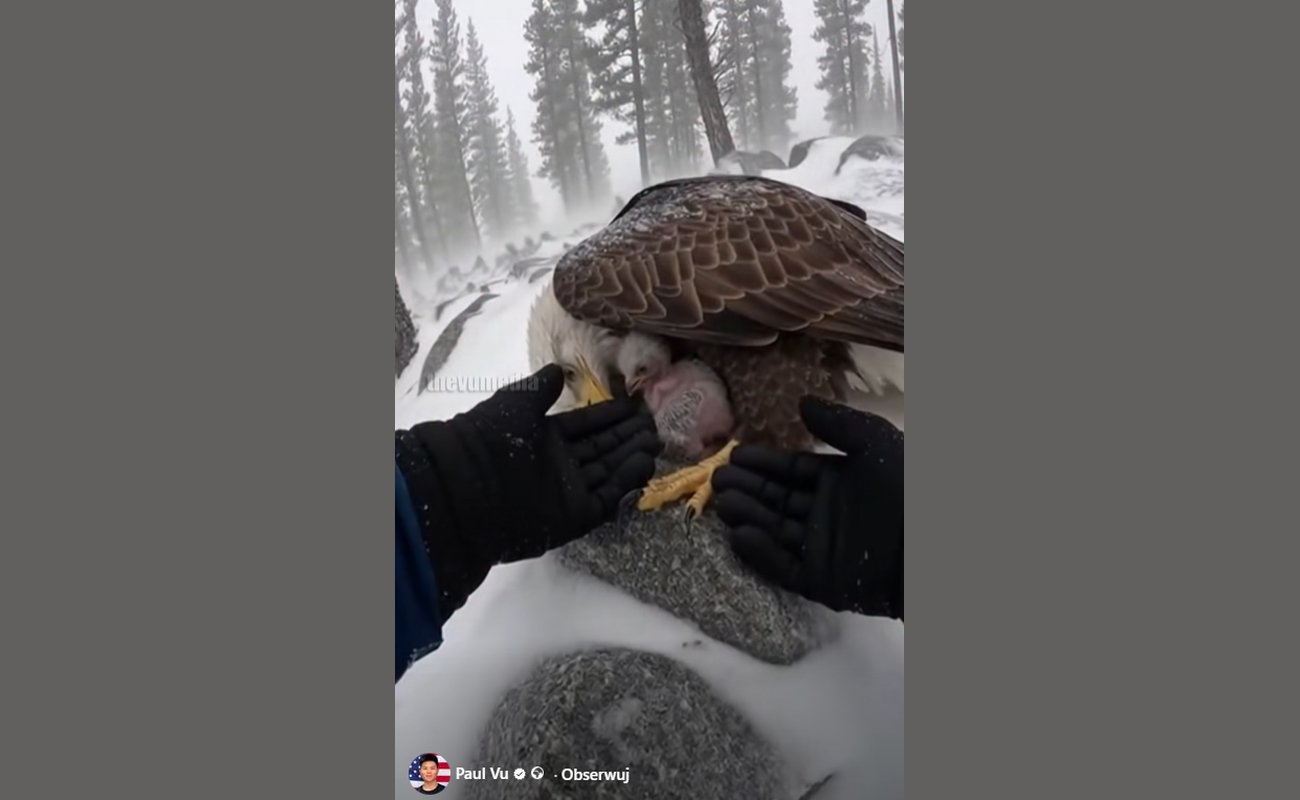 Pisklę orła ratowane przez leśnika. Źródło: facebook