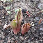 Tulipany w lutym. Fot: Pani Ewa