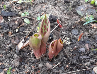 Tulipany w lutym. Fot: Pani Ewa