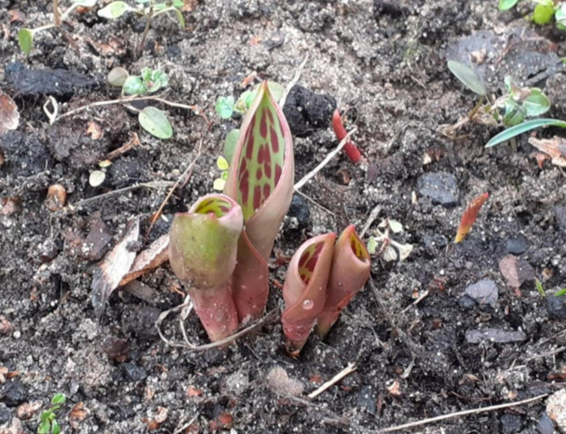 Tulipany w lutym. Fot: Pani Ewa