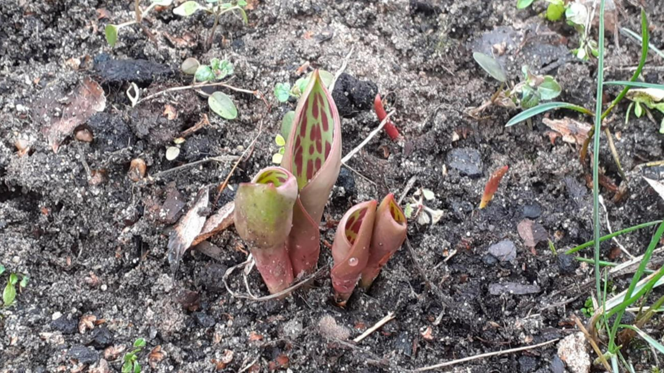 Tulipany w lutym. Fot: Pani Ewa