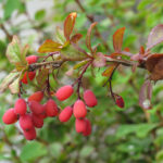 Berberis_vulgaris_Autorstwa Robert Flogaus-Faust - Praca własna, CC BY 4.0