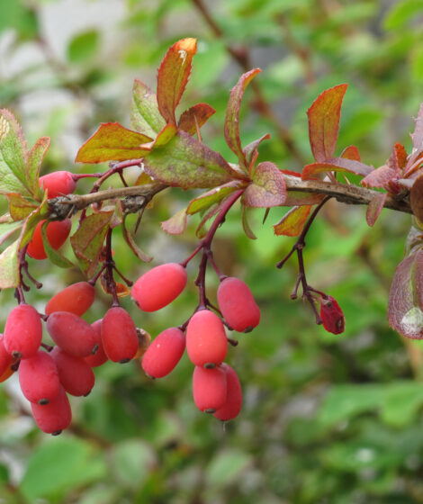 Berberis_vulgaris_Autorstwa Robert Flogaus-Faust - Praca własna, CC BY 4.0