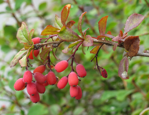 Berberis_vulgaris_Autorstwa Robert Flogaus-Faust - Praca własna, CC BY 4.0