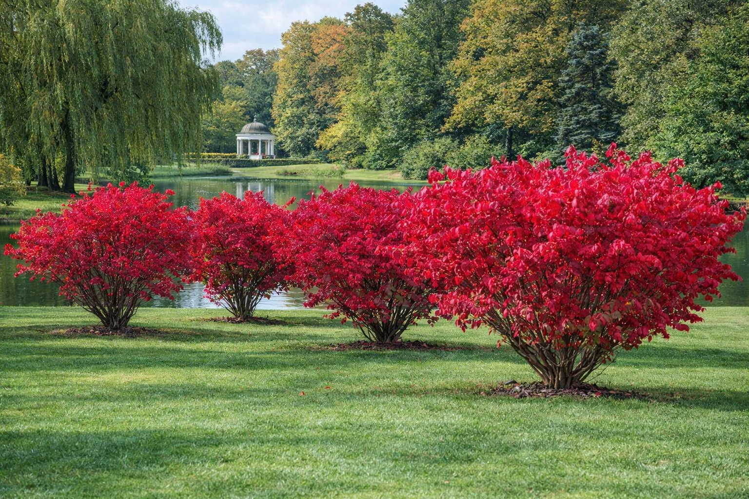 Trzemielina oskrzydlona