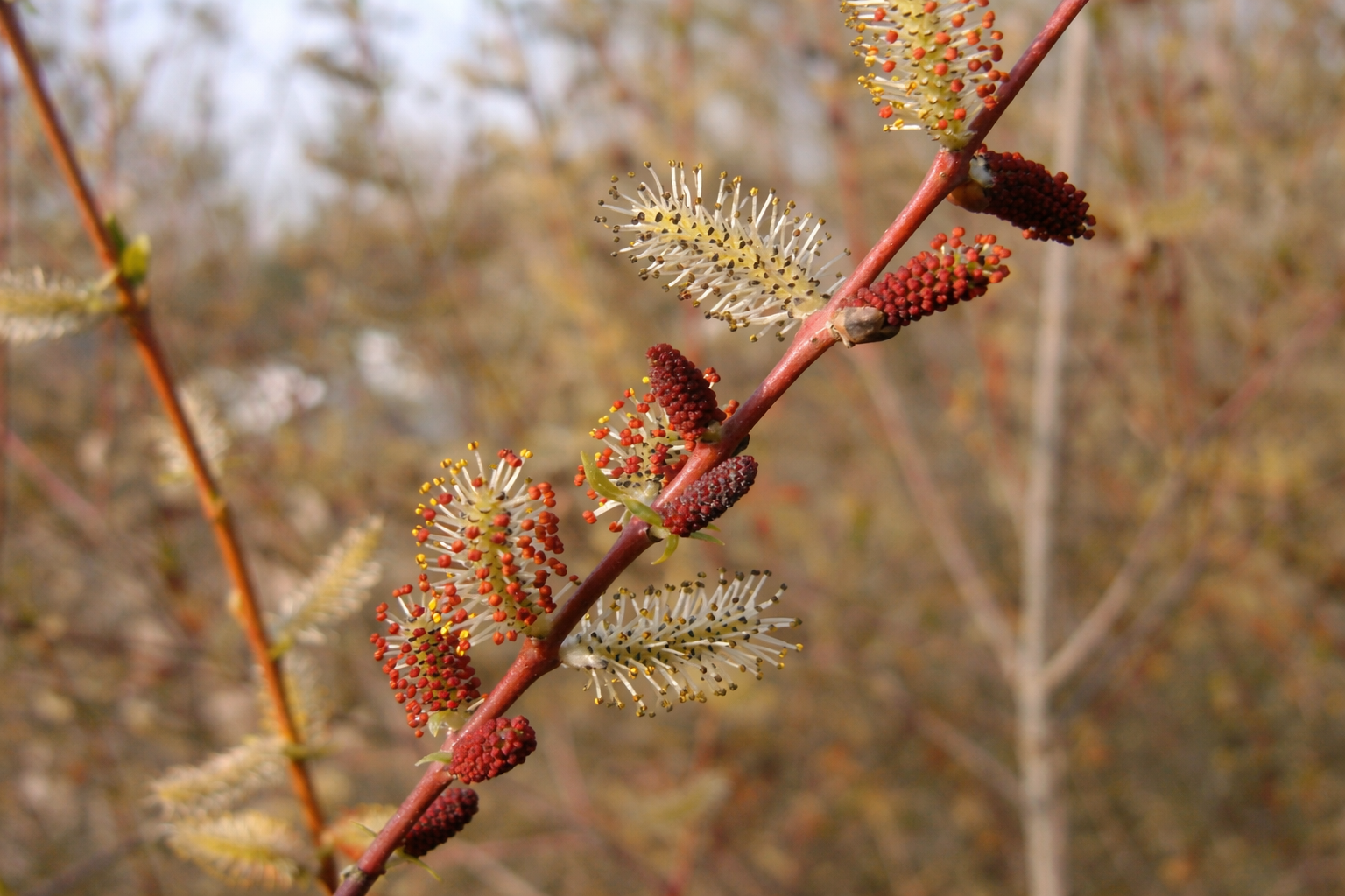 Wierzba purpurowa, Autorstwa Álvaro Izuzquiza - Álvaro Izuzquiza, Domena publiczna