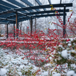 Ogród zimą może być kolorowy. fot: Antonella Vilardo/ Unsplash