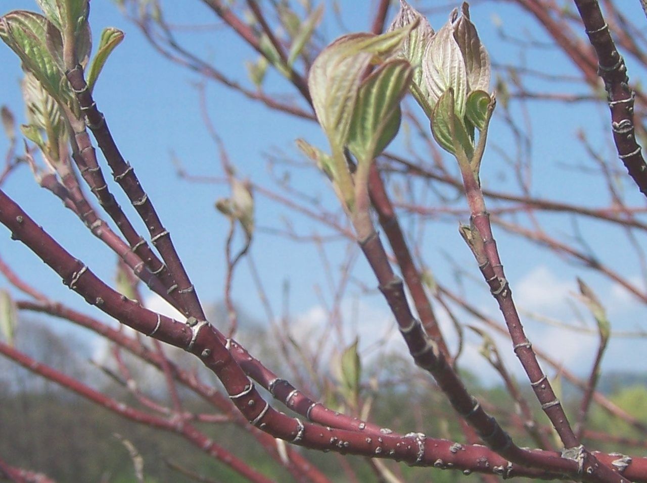 Dereń biały. Autorstwa Opioła Jerzy (Poland) - Praca własna, CC BY 2.5