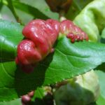 Kędzierzawość liści brzoskwini. Autorstwa Jerzy Opioła - Praca własna, CC BY-SA 4.0