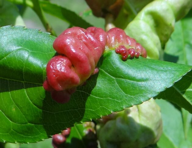 Kędzierzawość liści brzoskwini. Autorstwa Jerzy Opioła - Praca własna, CC BY-SA 4.0