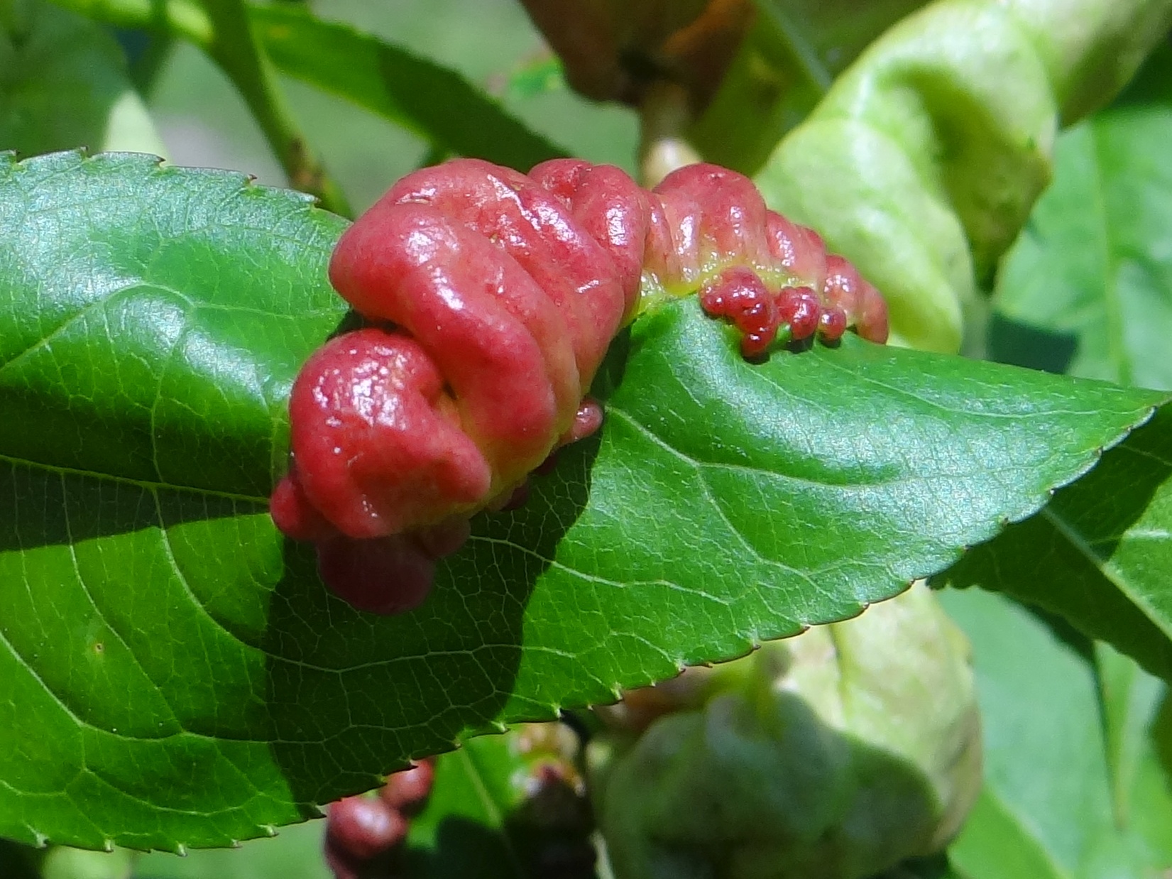 Kędzierzawość liści brzoskwini. Autorstwa Jerzy Opioła - Praca własna, CC BY-SA 4.0