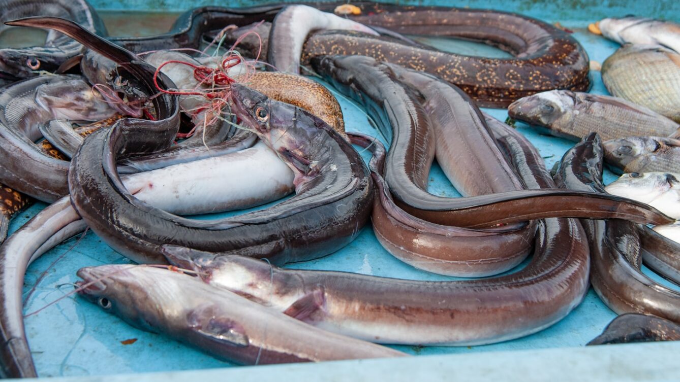 Wybieramy Zwierzę Roku 2026. Węgorze. fot: Natalia Gusakova/Unsplash