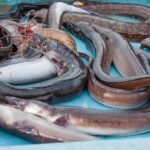 Wybieramy Zwierzę Roku 2026. Węgorze. fot: Natalia Gusakova/Unsplash