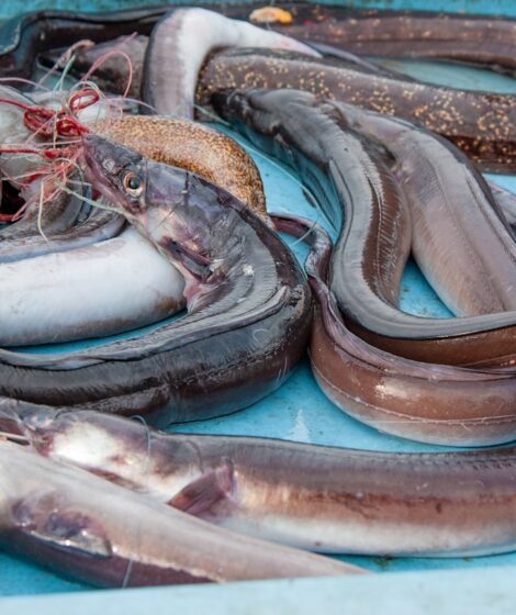 Wybieramy Zwierzę Roku 2026. Węgorze. fot: Natalia Gusakova/Unsplash