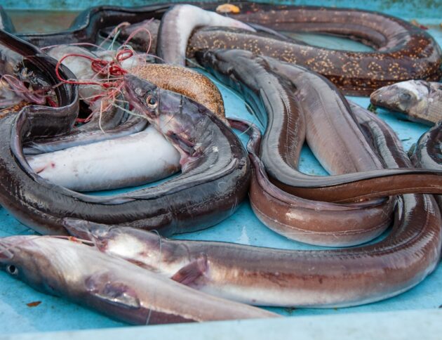 Wybieramy Zwierzę Roku 2026. Węgorze. fot: Natalia Gusakova/Unsplash