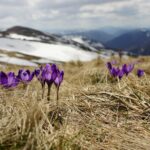 Idzie wiosna. Rozmowa ekspertem IMGW. fot: Biegun Wschodni, Unsplash