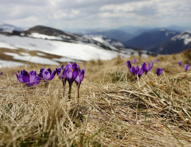 Idzie wiosna. Rozmowa ekspertem IMGW. fot: Biegun Wschodni, Unsplash