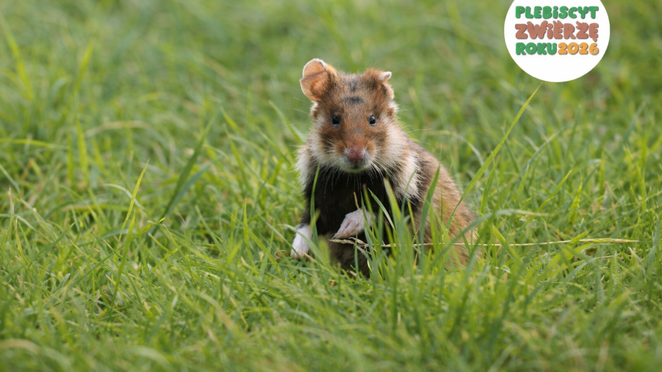 Chomik europejski Zwierzęciem Roku 2026