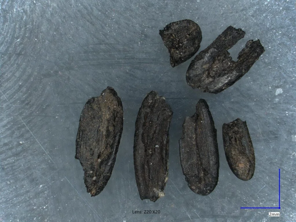 Odnalezione na stanowisku w Zaborowie zwęglone ziarna stokłosy. Część z nich została poddana datowaniu radiowęglowemu. Fot. Eliza Drogosz, Serwis Naukowy UW