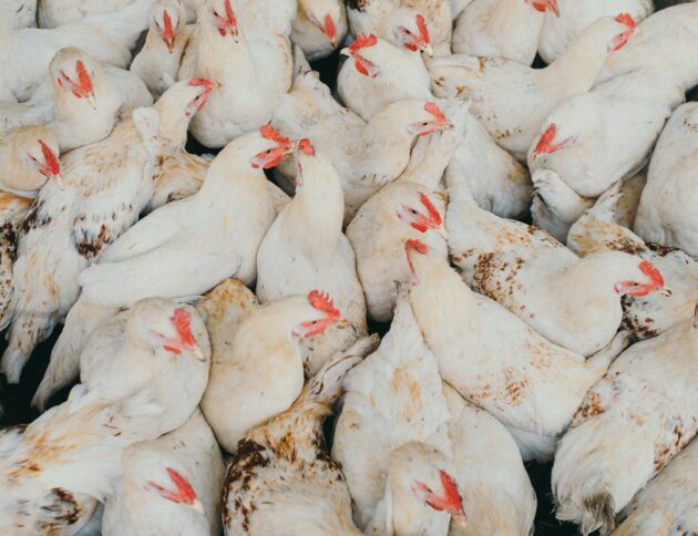 Lidl ogłasza koniec sprzedaży jajek z klatek. fot: Egor Myznik/ Unsplash