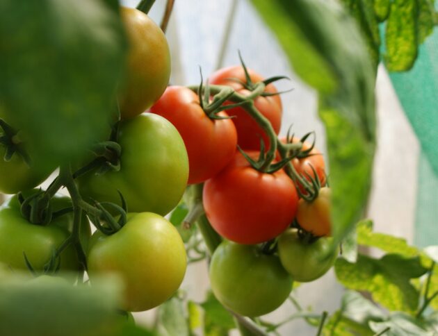 Odmiany pomidorów o wysokiej odporności na zarazę ziemniaczaną. fot: Dani California/Unsplash