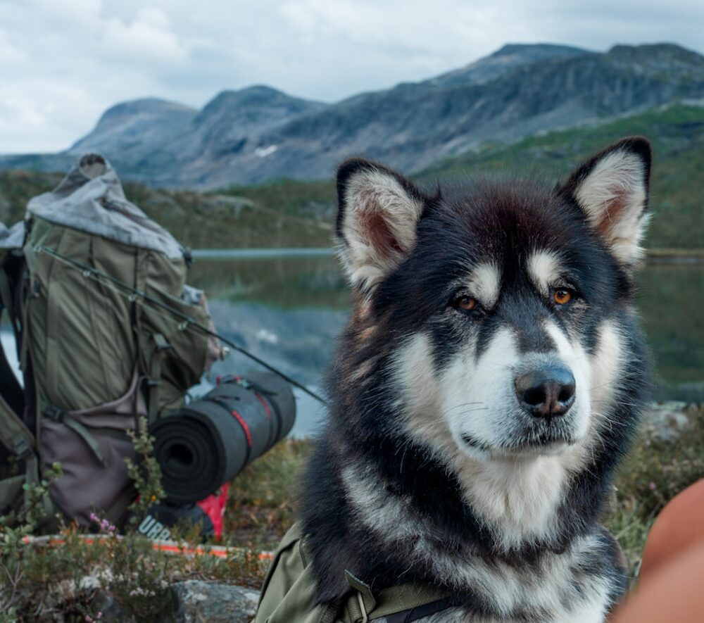 Wakacje z psem są popularniejsze. fot: Till Daling/Unsplash