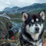 Wakacje z psem są popularniejsze. fot: Till Daling/Unsplash