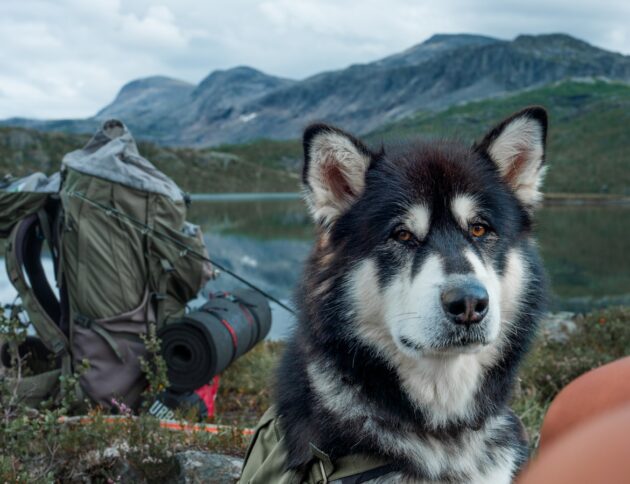 Wakacje z psem są popularniejsze. fot: Till Daling/Unsplash