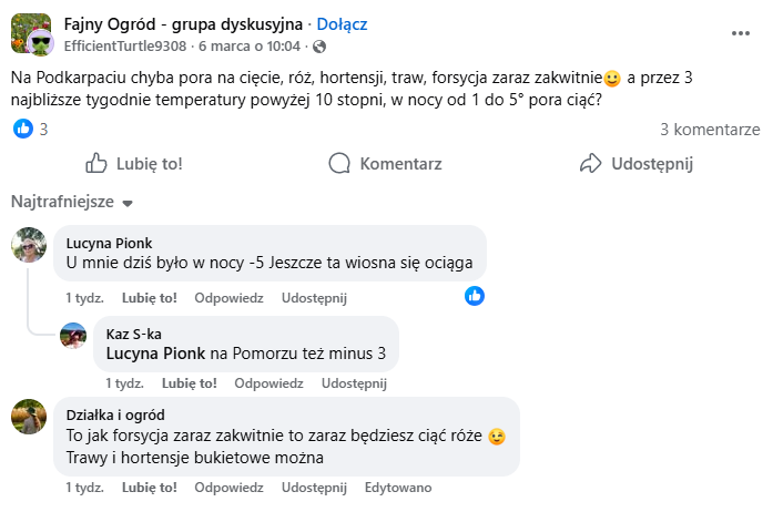 Kiedy ciąć róże?
