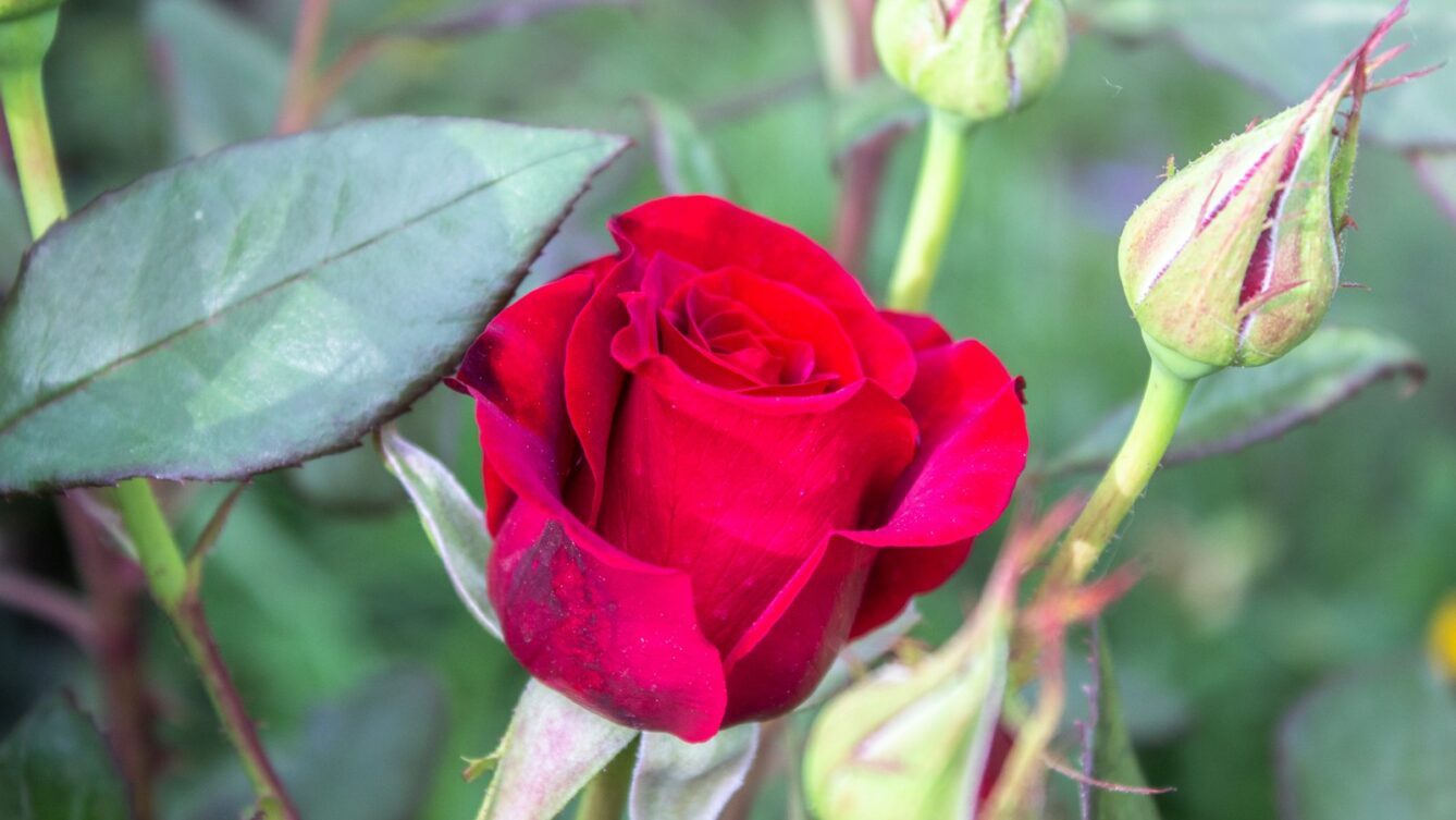 Kiedy ciąć róże? Poradnik. fot: Reanimated Man X/Unsplash