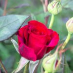 Kiedy ciąć róże? Poradnik. fot: Reanimated Man X/Unsplash