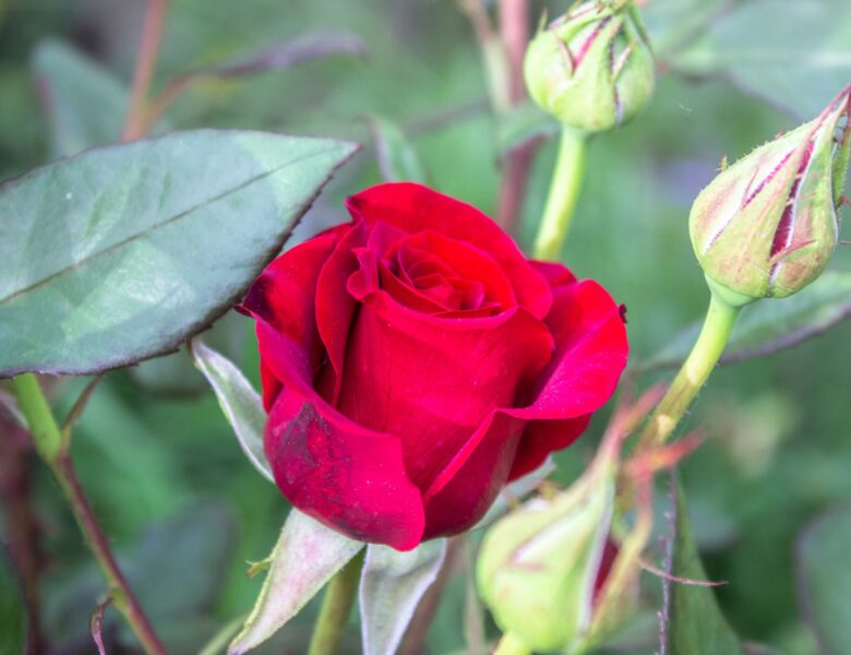 Kiedy ciąć róże? Poradnik. fot: Reanimated Man X/Unsplash