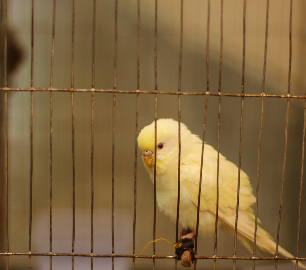 Kanarek w klatce/ Unsplash