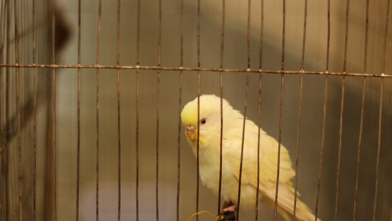 Kanarek w klatce/ UnsplashKanarek w klatce/ Unsplash